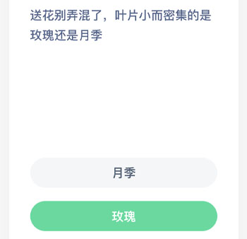 送花别弄混了叶片小而密集的是玫瑰还是月季