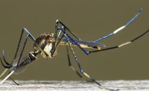 世界上体型最大的蚊子是