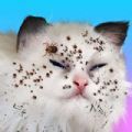 Cat Makeover游戏下载,Cat Makeover游戏官方安卓版 v0.2